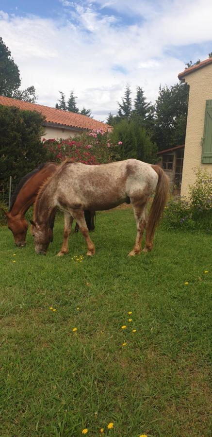 Affittacamere Roulotte En Bois Sud France Le Soler Esterno foto