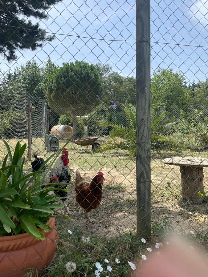 Affittacamere Roulotte En Bois Sud France Le Soler Esterno foto
